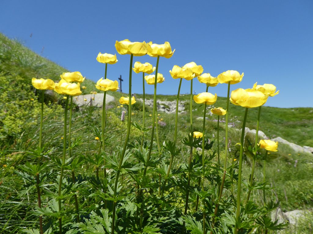 Trollius europaeus / Botton d''oro